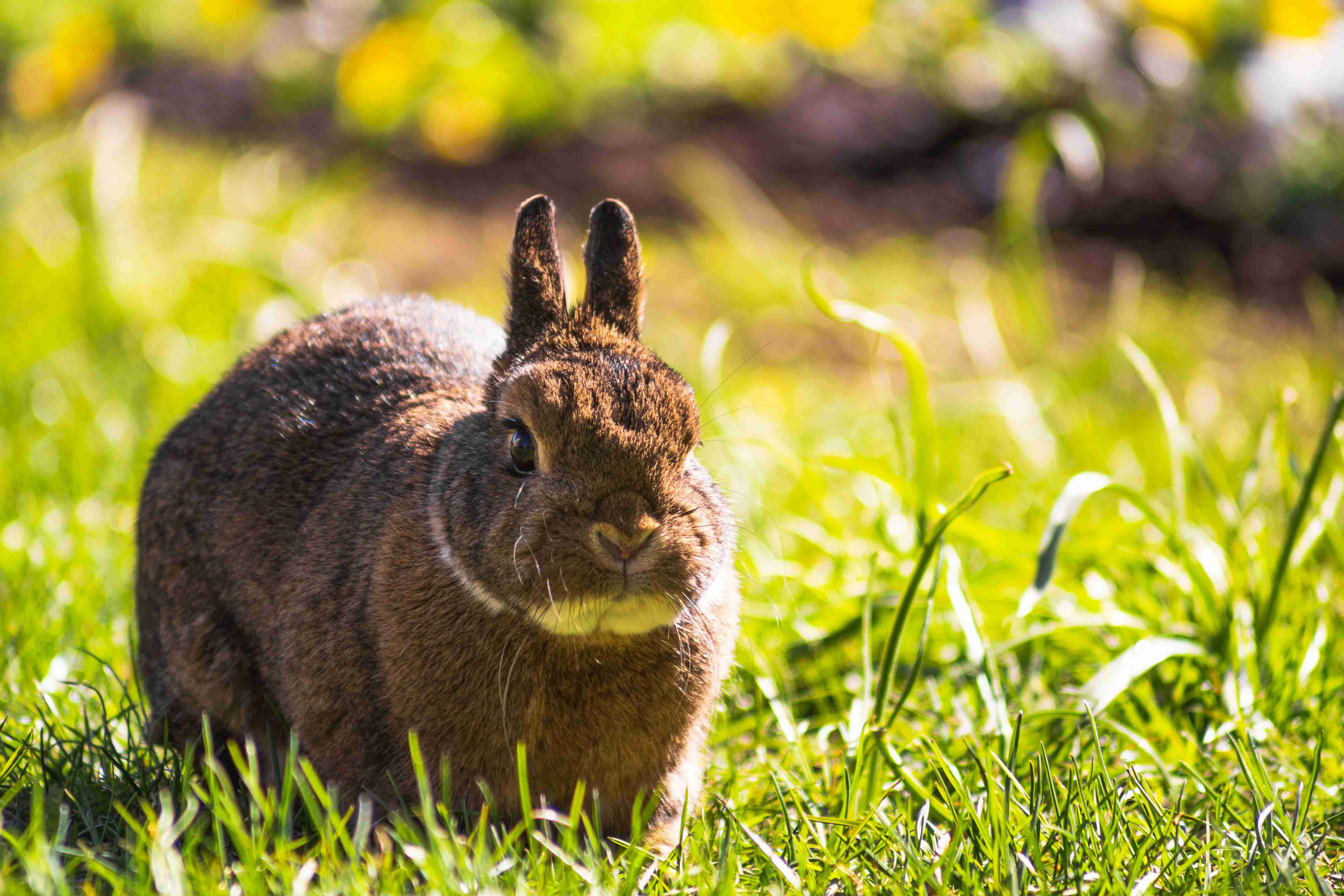 Keeping Your Bunny Cool: Tips to Prevent Heat Stroke in Rabbits